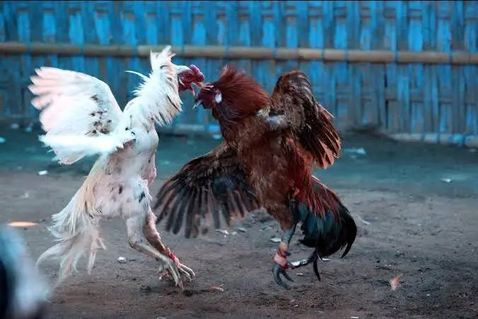 Giới Thiệu Về Đá Gà WS168