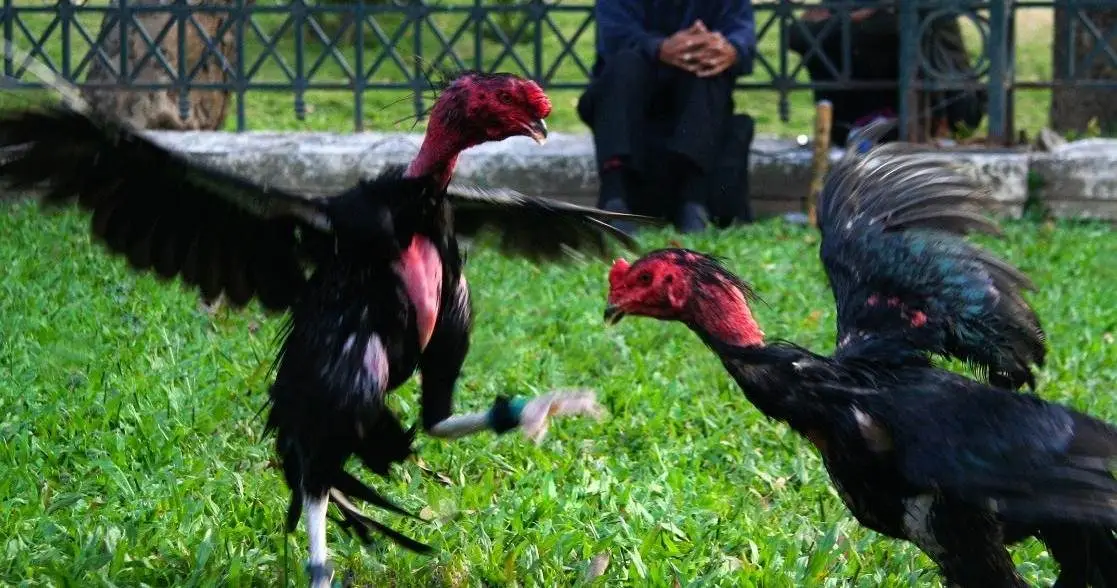 Lựa Chọn Gà Chiến